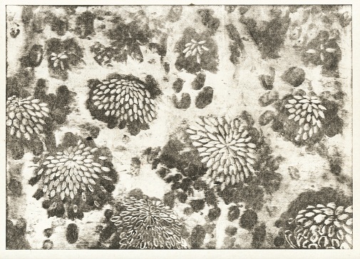 Andrej Brumen Čop - Krizanteme - Naslovnica 71