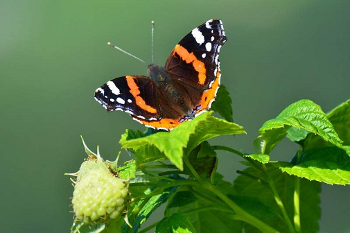 tratar (Boloria sp.)